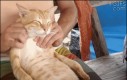 Masaż dla kotka