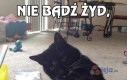 Nie bądź Żyd, daj jednego!