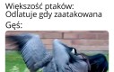 Ptasi terminator