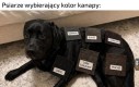 Trzeba dopasować do kłaków