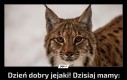 Dzień dobry jejaki! Dzisiaj mamy: Międzynarodowy Dzień Rysia