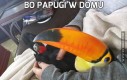 Bo papugi w domu