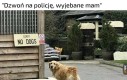 No dzwoń