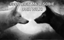 Wilki