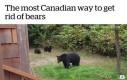 Jak Kanadyjczycy pozbywają się niedźwiedzi
