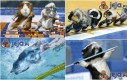 Świnki morskie na olimpiadzie