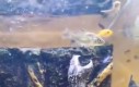 Żółw pożera rybę w slow motion