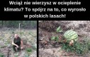 Niezła sztuka