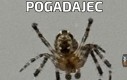Pogadajmy
