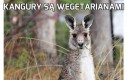 Kangury są wegetarianami