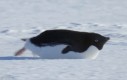Szybki pingwin