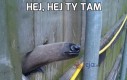 Hej, hej ty tam