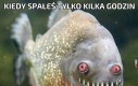 Dupne Monsterka i będzie git