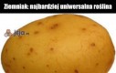 Ziemniak - najbardziej uniwersalna roślina
