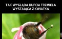 Pupa pupa