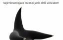 Moda i szyk