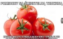 Pomidory są śmiertelną trucizną
