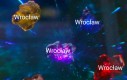 WINCYJ