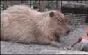 Magiczny przycisk do wyłączania kapibary