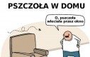 Pszczoła w domu vs w samochodzie