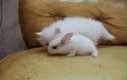 Uwielbiam całować króliczki