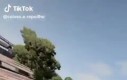 Kurczok