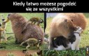 Przyjazna kapibara
