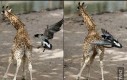 Nie zadzieraj z żyrafą