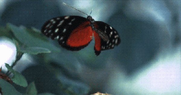 количество взмахов. частота колебания крыльев насекомых и птиц, гц. частота взмахов крыльев пчелы. птичка колибри.