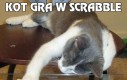 Kot gra w scrabble