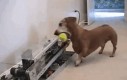 Jak zabawić psa