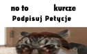 Kurczę