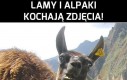 Lamy i alpaki kochają zdjęcia