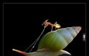 Mrówka jeżdżąca na ślimaku
