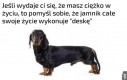 Smutny los jamnika