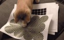 Kot i złudzenie optyczne