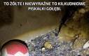 To żółte i niewyraźne to kilkudniowe piskalki gołębi.