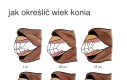 Bardzo ostrożny kęs
