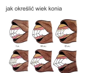 Bardzo ostrożny kęs