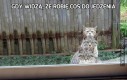 Gdy widzą, że robię coś do jedzenia