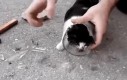 Ratowanie kotka