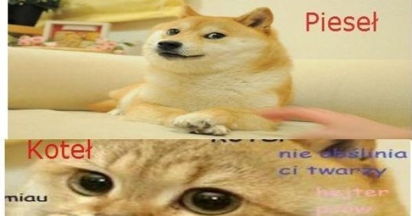 Pieseł, koteł i... - Jeja.pl