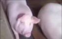 Bulbulbul