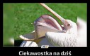 Wiedziałeś?