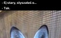 Słyszałem