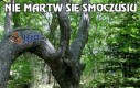 Nie martw się smoczusiu