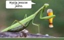 Los i tak przypieczętowany