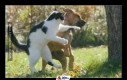 Psy i koty toczą ze sobą odwieczną walkę, ponieważ mają odmienne języki ciała