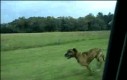 O psie, który skakał z pociągu