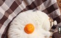 Kocie jajko